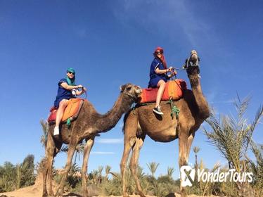 Small-Group Tour: Camel Ride through the Palm Grove of Marrakech