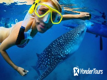 Snorkel a Whale Shark