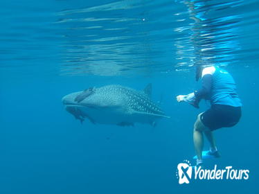 Snorkel and Whale Shark Adventure