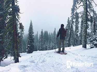 Snowshoeing Adventure to Badger Pass and Dewey Point