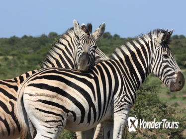 South African Wildlife and Culture 7-Day Tour from Johannesburg