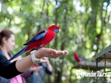 Springbrook National Park Discovery Full-Day Bushwalking Tour