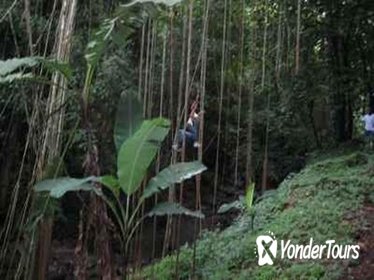 St Kitts Rainforest Nature Tour