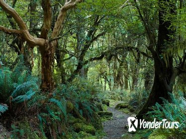 St Lucia Rainforest Walk