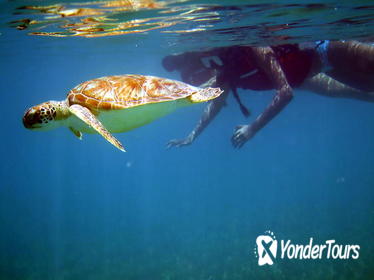 St Thomas Sea Turtle Snorkel Adventure Tour