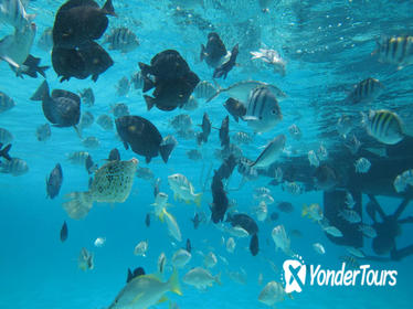 Stingray City Experience Plus One Snorkeling Stop