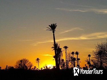 Sunset Camel Ride in the Palm Grove of Marrakech