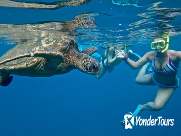 SUP Turtle Town Snorkel SUP Turtle Town Snorkel
