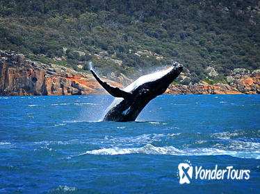 Sydney Harbour Whale Watching Sightseeing Tour via Helicopter and Sailing Yacht