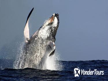 Sydney Whale-Watching Cruise Including Lunch or Breakfast