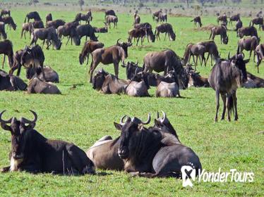 Tanzania Budget Lodge Safari from Arusha