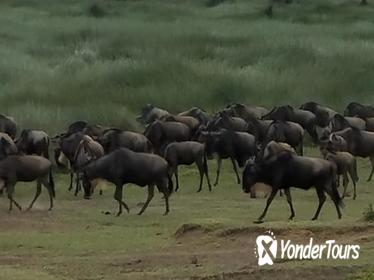 TANZANIA MIGRATIONS SAFARIS