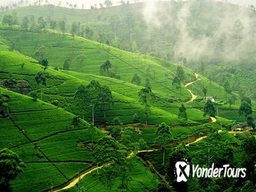 Tea Tours in Nuwara-Eliya with MTH