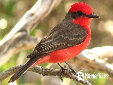 Tikal National Park Birding Day (Peten)