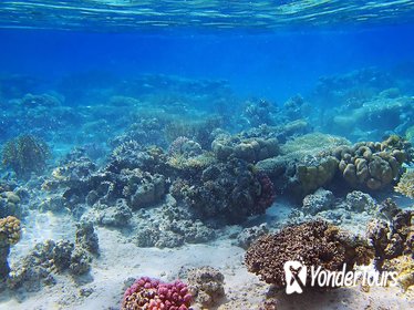 Tiran Island Cruise and Snorkeling Tiran Island Cruise and Snorkeling
