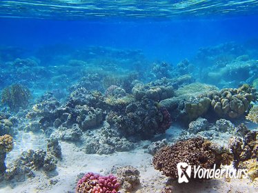 Tiran Island Cruise and Snorkeling