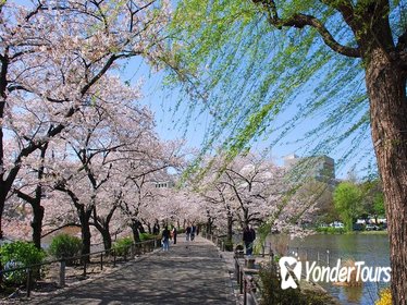 Tokyo Cherry Blossom Walking Tour in Asakusa