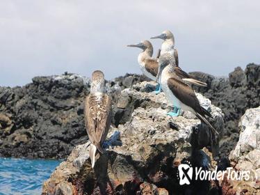 Tour to Tintoreras Bay from Isabela Island