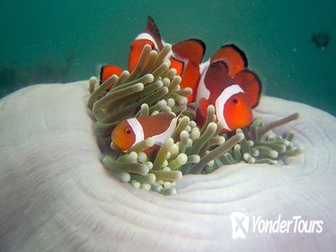 Tunku Abdul Rahman Marine Park Snorkeling with Coral Flyer Zipline