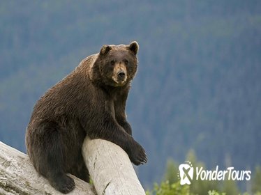 Turnagain Arm and Alaska Wildlife Tour from Anchorage