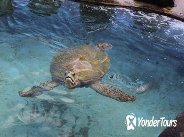 Turtle Encounter at Coral World Ocean Park in St Thomas