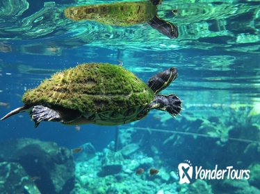 Two Cenotes Snorkeling Tour from Playa del Carmen