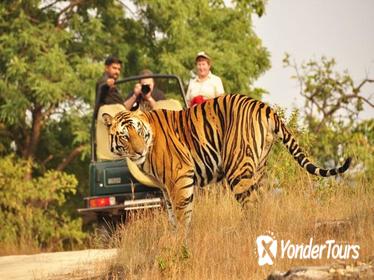 Two Night Wildlife Safari Experience Ranthambore National Park with Transports