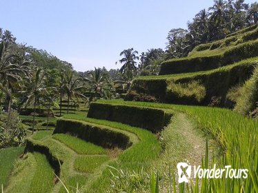 Ubud Cultural Day Tour: A Day for Balinese Cultural Experience