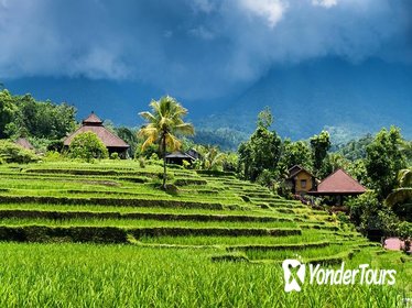 Ubud Rice Field Trekking Tour Ubud Rice Field Trekking Tour