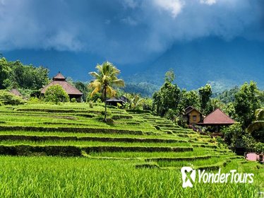 Ubud Rice Field Trekking Tour