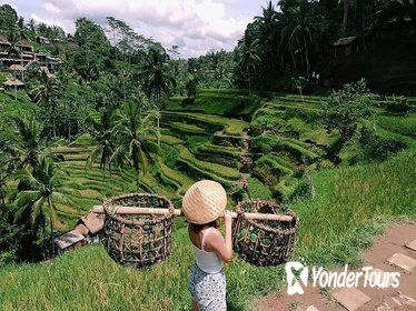 Ubud Special Guided Tour