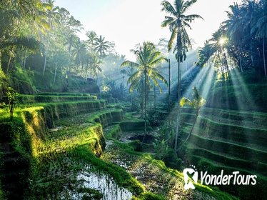 Ubud Tour, Goa Gajah & Tegalalang Rice Terrace & Uluwatu Temple in Bali