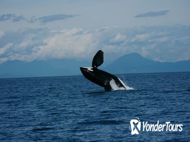 Vancouver Whale Watching Safari