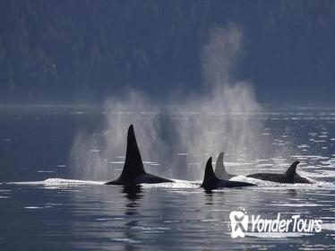 Victoria Shore Excursion: Whale-Watching Cruise and Butchart Gardens Admission