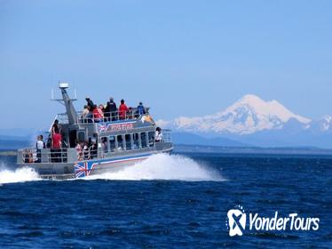 Victoria Shore Excursion: Whale-Watching Cruise with Expert Naturalist Guides