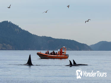 Victoria Whale Watching Tour by Zodiac