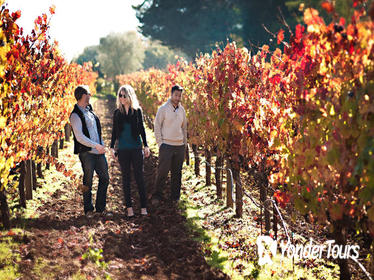 Vine to Wine Napa and Sonoma Day Trip with Tastings and Organic Winery Tour