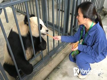 Volunteer at Dujiangyan Panda Base with Panda Feeding Including Buffet Lunch