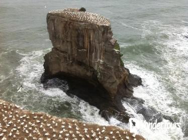 West Coast Gannet Colony and Wine Tour from Auckland