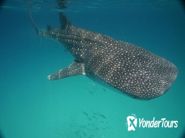 Whale Shark Encounter Full-Day Tour from Riviera Maya