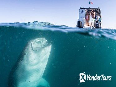 Whale Shark Swim Adventure in La Paz