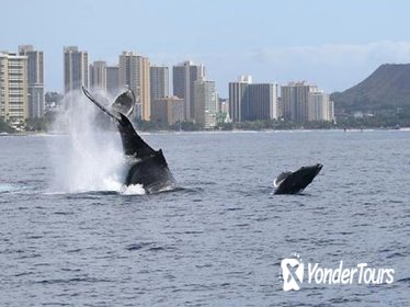 Whale Watch, Dolphins, Turtles and Sightseeing Cruise - 1pm