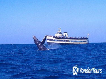 Whale Watching Cruise Guided by experts from Birch Aquarium