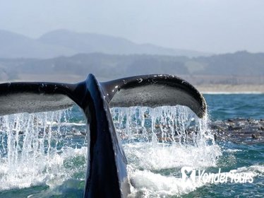 Whale Watching Day Cruise Santa Monica, Marina Del Rey and Palos Verdes Bay