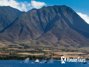 Whale Watching from Lahaina Harbor