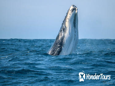 Whale Watching Jervis Bay