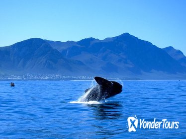 Whale Watching Private Day Tour to Gansbaai from Cape Town