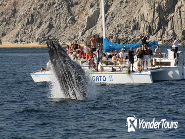 Whale Watching Tour in Los Cabos Aboard the Pez Gato
