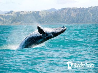 Whales Watching & Cayo Levantado Adventure
