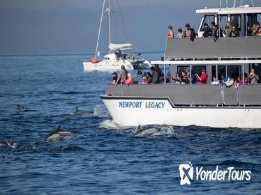Whale-Watching Cruise from Newport Beach